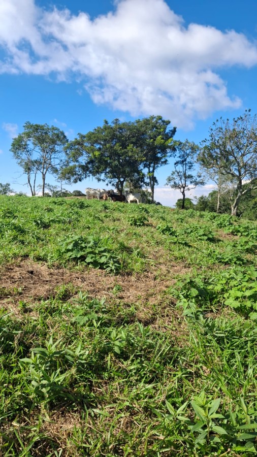 Terreno, 11 m² - Foto 19
