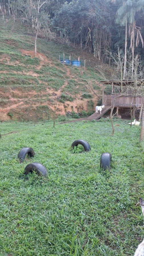 Terreno, 3 hectares - Foto 4
