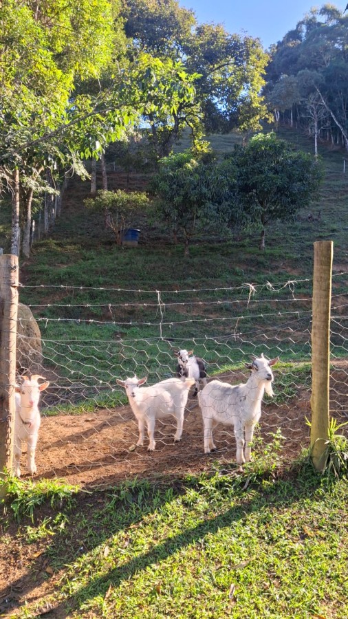 Terreno, 3 hectares - Foto 28
